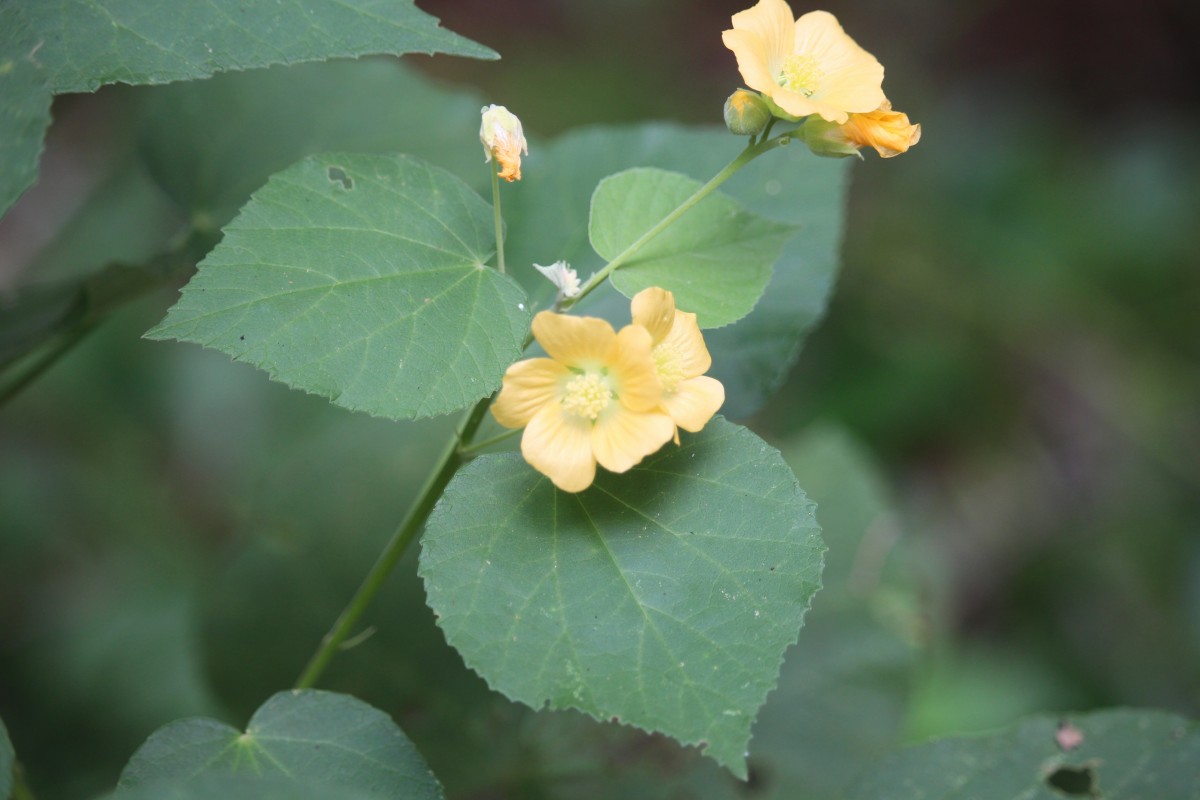 Abutilon subumbellatum Philcox